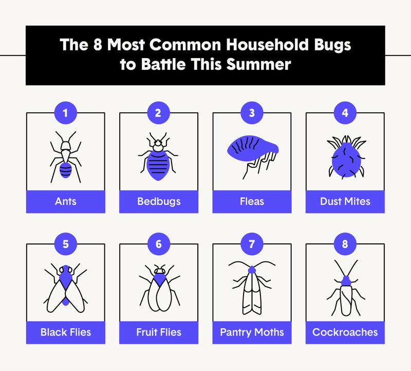 8-common-household-bugs.png