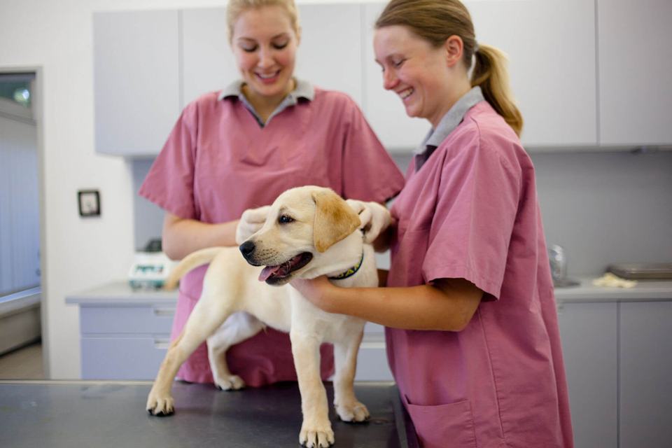 Dog-getting-vaccine-at-vet