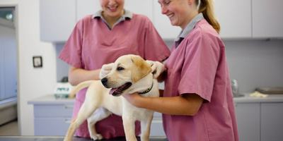 Dog-getting-vaccine-at-vet