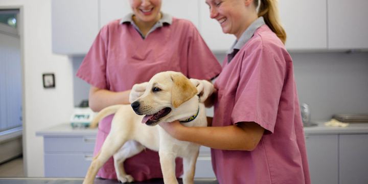Dog-getting-vaccine-at-vet