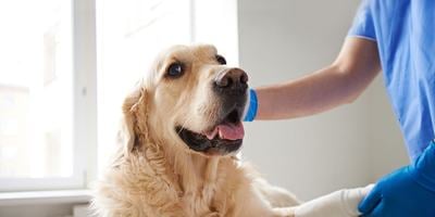 golden retriever dog at vet being bandaged