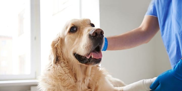 golden retriever dog at vet being bandaged