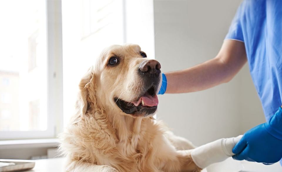 golden retriever dog at vet being bandaged