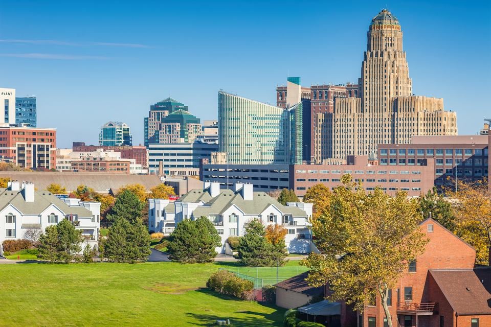 buffalo