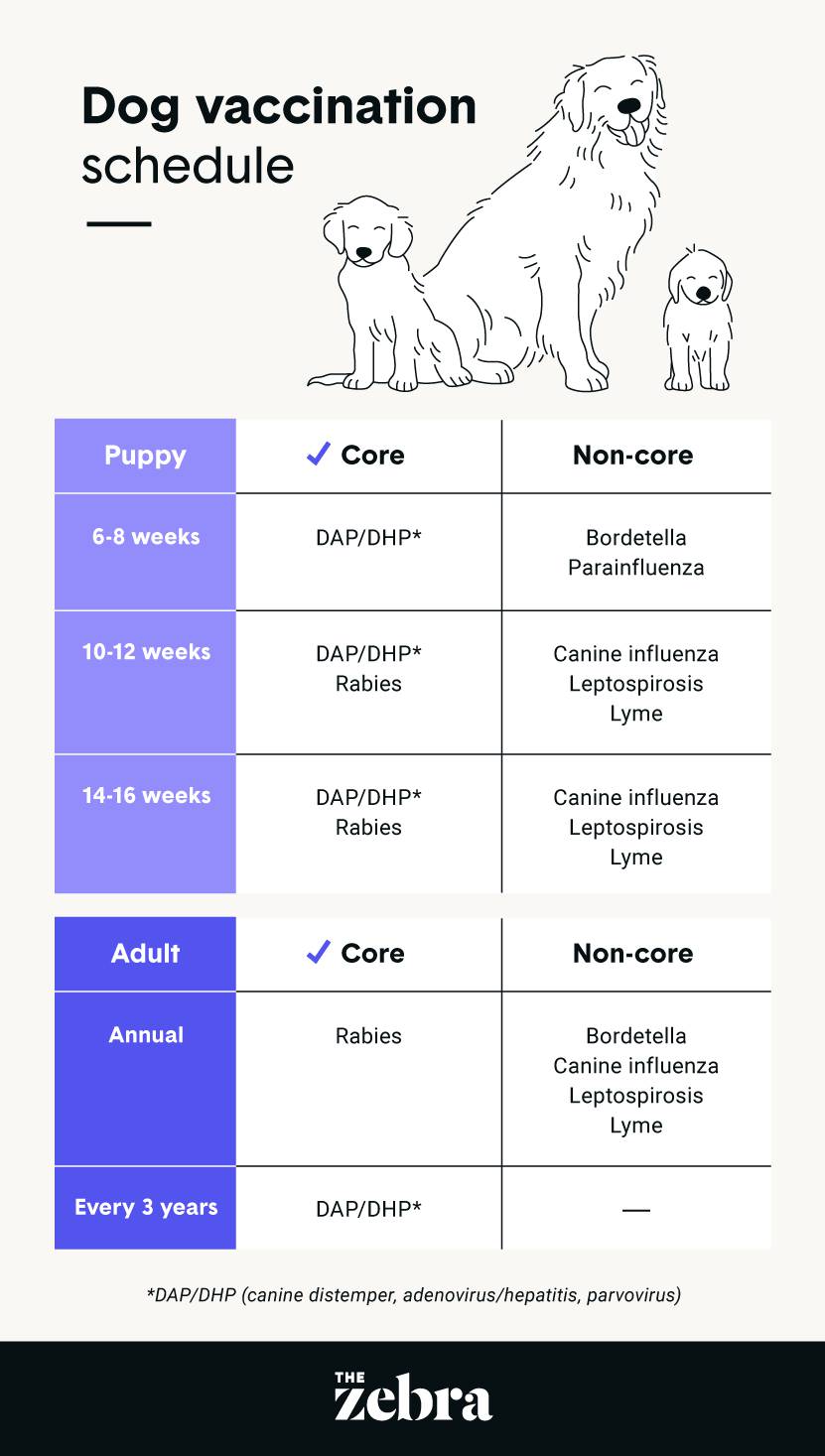 Dog vaccination schedule: Which shots they need and when