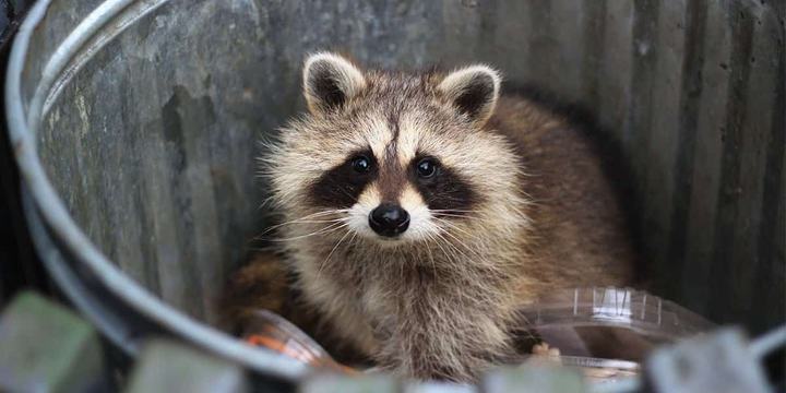 facebook-racoon-in-a-garbage-can.jpg