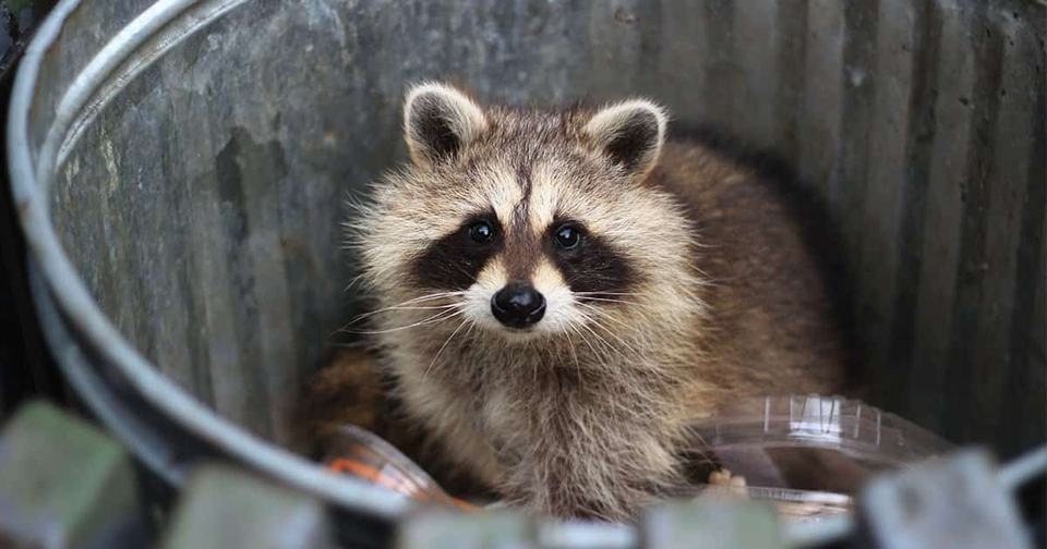 facebook-racoon-in-a-garbage-can.jpg