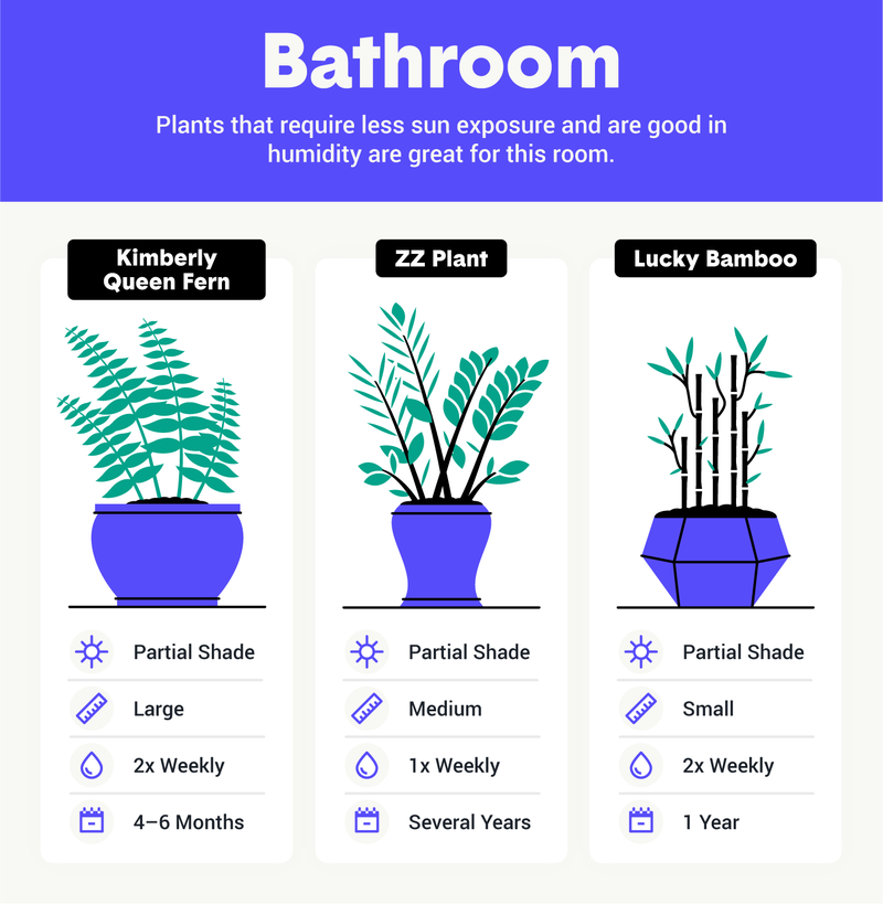 best houseplants for bathroom graphic
