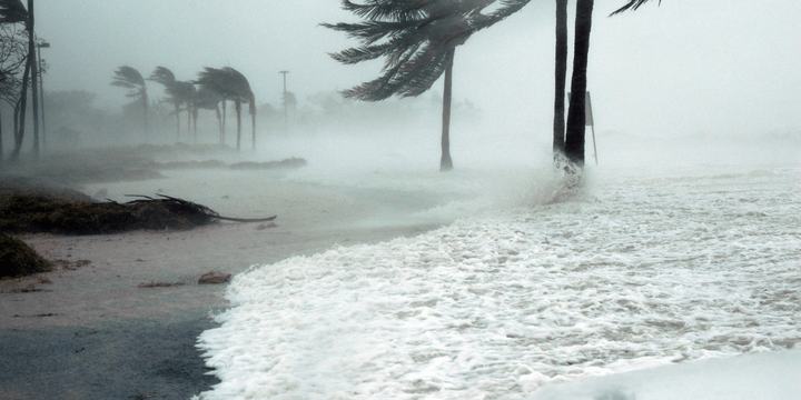 hurricane beach trees