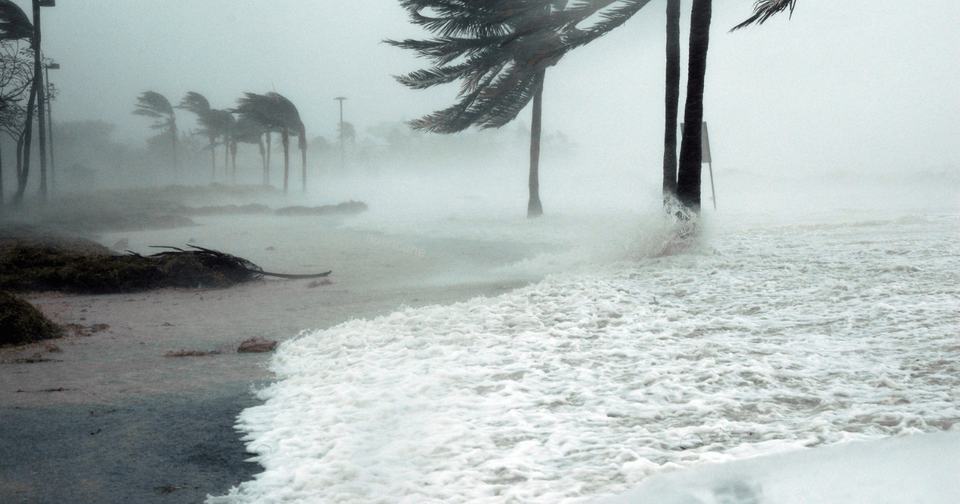 hurricane beach trees