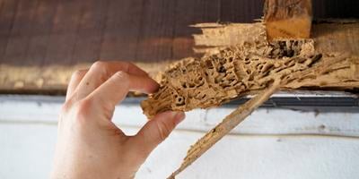 termite damage