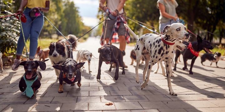 dog walker
