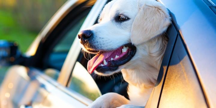 hot car with dog
