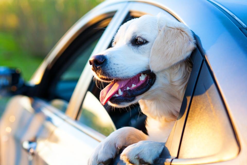 hot car with dog