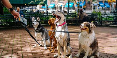 dog walker gig