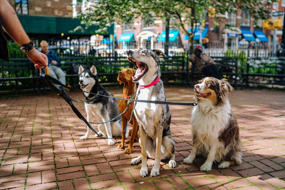 dog walker gig