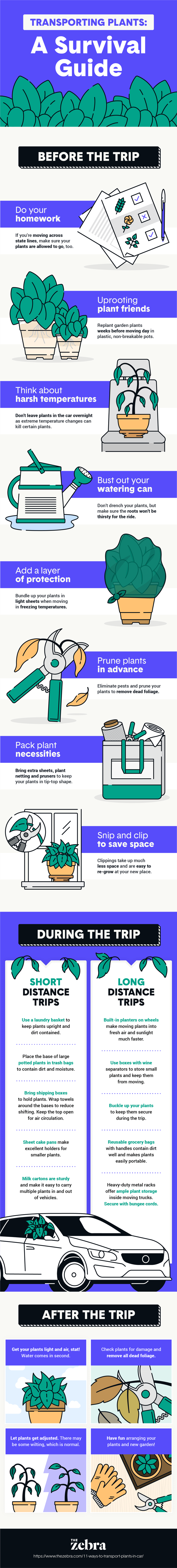 how to transport plants in a car infographic