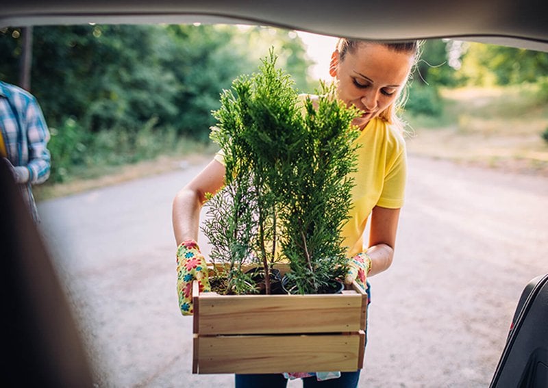 how to transport plants in your car