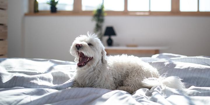 white-maltese-dog-on-bed-with-open-snout.jpg