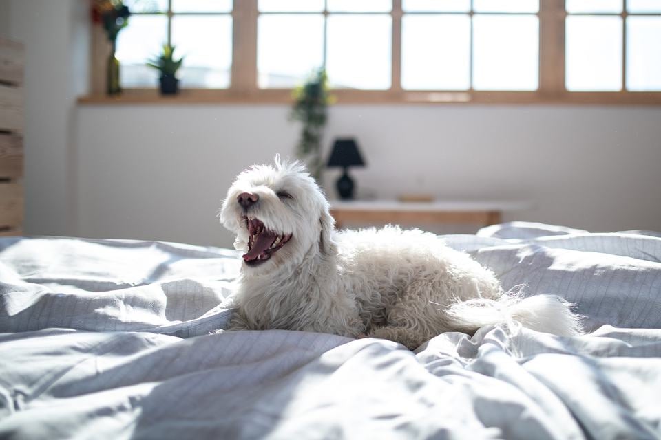 white-maltese-dog-on-bed-with-open-snout.jpg