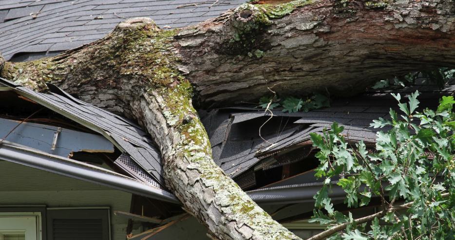 wind_damage
